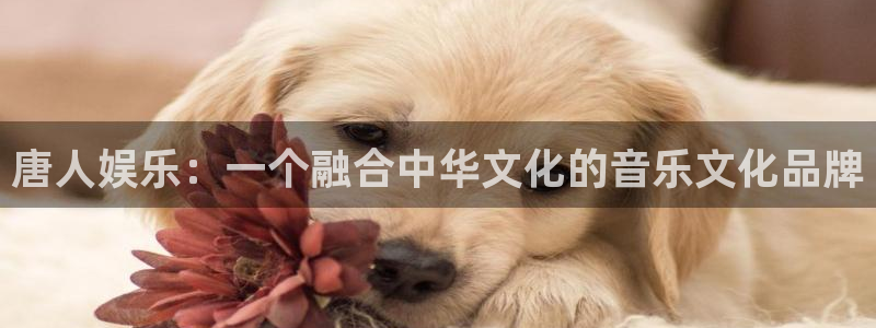 摩登7lite登录入口